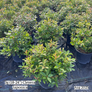 August 2025 3g Cleyera Japonica Group Website 